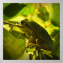 Search for green frogs posters Animal