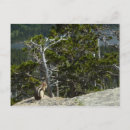 Search for chipmunks postcards Photography