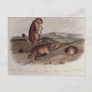 Search for albert postcards Lithograph