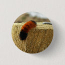 Search for caterpillar badges Insect