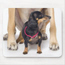 Search for dachshund mousepads Domestic animals