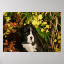 Search for boxer puppy posters Dog