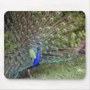 Search for peacocks mousepads Feathers