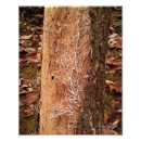 Search for tree stump posters Outdoors