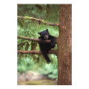 Search for omnivorous posters Fauna