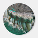 Search for aussie magnets Nature