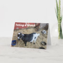 Search for funny goat sayings postcards Co worker