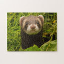 Search for ferret puzzles Animal