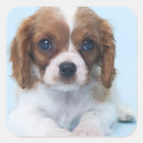 Search for cavalier king charles stickers Puppy