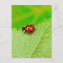 Search for scale leaf postcards Outdoors