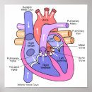 Search for life science posters Heart