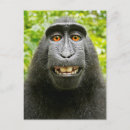 Search for happy monkey postcards Animals