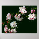 Search for apple blossoms posters Flower