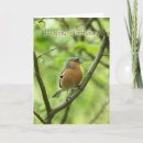 Search for coelebs Chaffinch