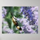 Search for nectar photography Honey
