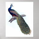 Search for indian peacock posters Peafowl
