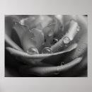 Search for rose macro posters Nature photography