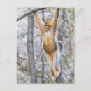 Search for monkey photos postcards Golden snub nosed monkey