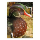 Search for decoy Animal