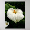 Search for calla posters Botanical
