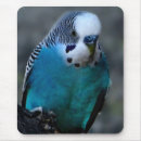 Search for parakeets mousepads Bird