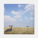 Search for three lions magnets Nature