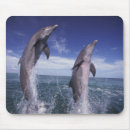 Search for dolphin mousepads Wildlife