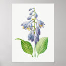 Search for hosta Blue