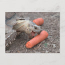 Search for sulcata Animal