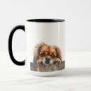 Search for tibetan spaniel Cute