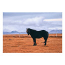 Search for pony posters Iceland