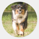 Search for play ball stickers Animal