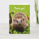 Search for hedgehog cards Forest