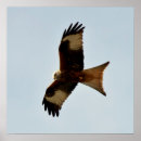 Search for birds of prey posters Feather