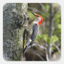 Search for woodpecker stickers Red bellied woodpecker