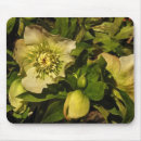 Search for hellebore mousepads Flower