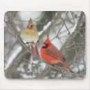 Search for cardinalis Feathers