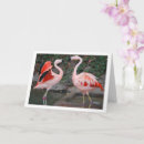 Search for flamingo mothers day cards Birds