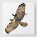 Search for red tail hawk art Birds