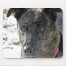Search for rescued dog electronics Adopted
