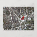 Search for cardinals on birch trees Snow