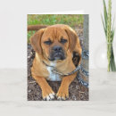 Search for puggle postcards Pet