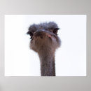 Search for keychain posters Animal