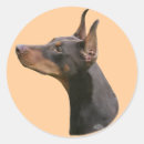 Search for black doberman stickers Dobermann