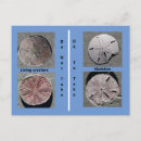 Search for sandollar Sand dollar
