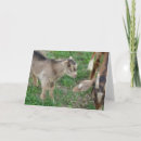 Search for goat farm cards Livestock