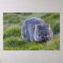 Search for marsupials posters Wildlife