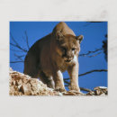 Search for puma photography Mountain lion