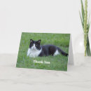 Search for black cat thank you cards Black and white