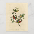 Search for birds of america postcards Illustration